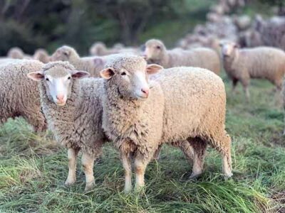 Σε όλες τις διακινήσεις ζωοτροφών θα εφαρμόζονται αυστηρά μέτρα βιοασφάλειας 23 Εκπαιδευτικό Σεμινάριο προσωπικού μεταφορέων ζώντων ζώων