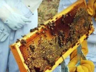 Για όλους τους ενεργούς μελισσοκόμους - Δήλωση κατεχομένων κυψελών έτους 2026 14 Αιτήσεις για επιδοτούμενες δράσεις μελισσοκομίας έτους 2024